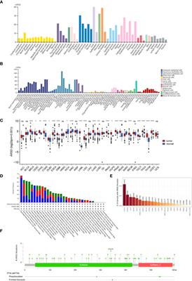 Arylsulfatase D is a prognostic biomarker that promotes glioma cells progression through JAK2/STAT3 pathway and M2 macrophage infiltration